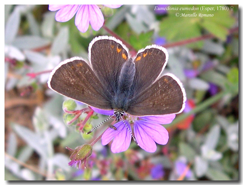 I tesori delle Madonie: Aricia eumedon (Lycaenidae)